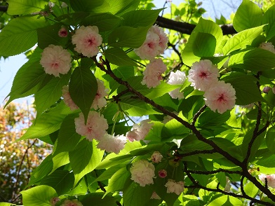 写真：梅護寺数珠掛桜の近くにある菊桜（キクザクラ）