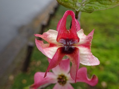 写真：開き始めた花の様子