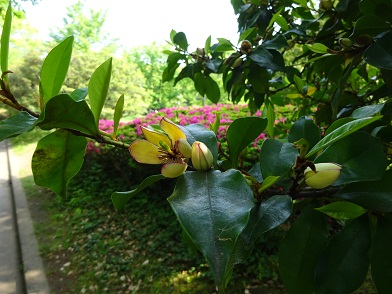 写真：吉田茂像近くのカラタネオガタマ