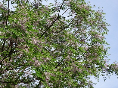 写真：センダンの花