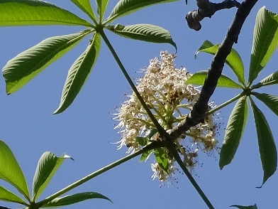 写真：トチノキ花