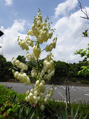 写真：アツバキミガヨラン