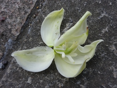 写真：花の中の雌しべと雄しべの様子