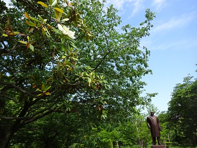 写真：北の丸公園では、吉田茂像の近くに7本ほど植えられています。