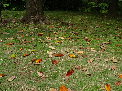 写真：花が咲くこの時期に古い葉を落とす