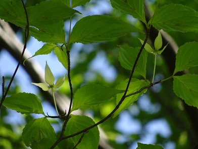 写真：開き始めたヤマボウシ