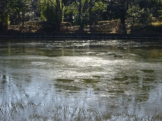 写真：池水面の氷