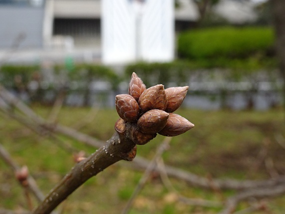 写真：ナラガシワの冬芽