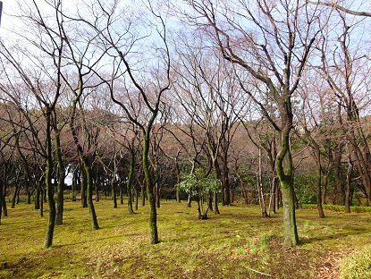 写真：モミジ林