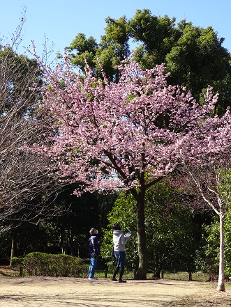 写真：カンザクラ