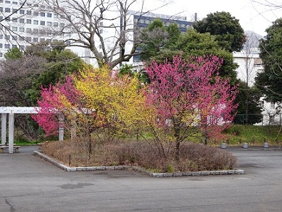 写真：清水門広場のカンヒザクラ