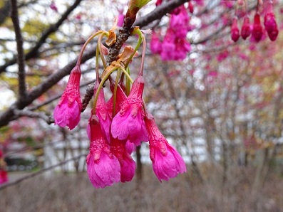 写真：カンヒザクラのアップ