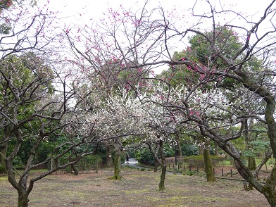 写真：梅林