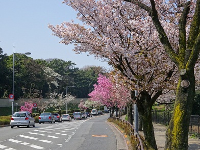 写真：門前の交差点から代官町通りの桜