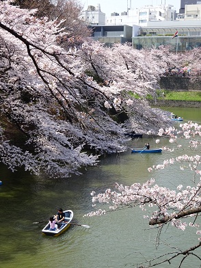 写真：ソメイヨシノ２