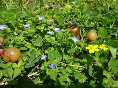 写真：オオイヌノフグリとヘビイチゴの花、ムクロジの実