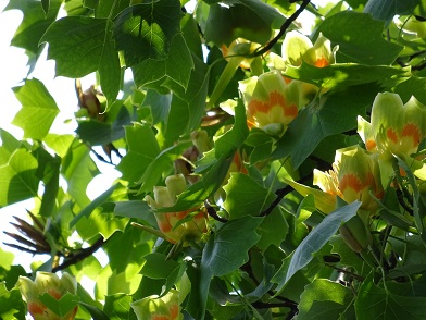 写真：見頃を迎えたユリノキの花