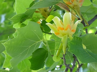 写真：ユリノキの花のアップ