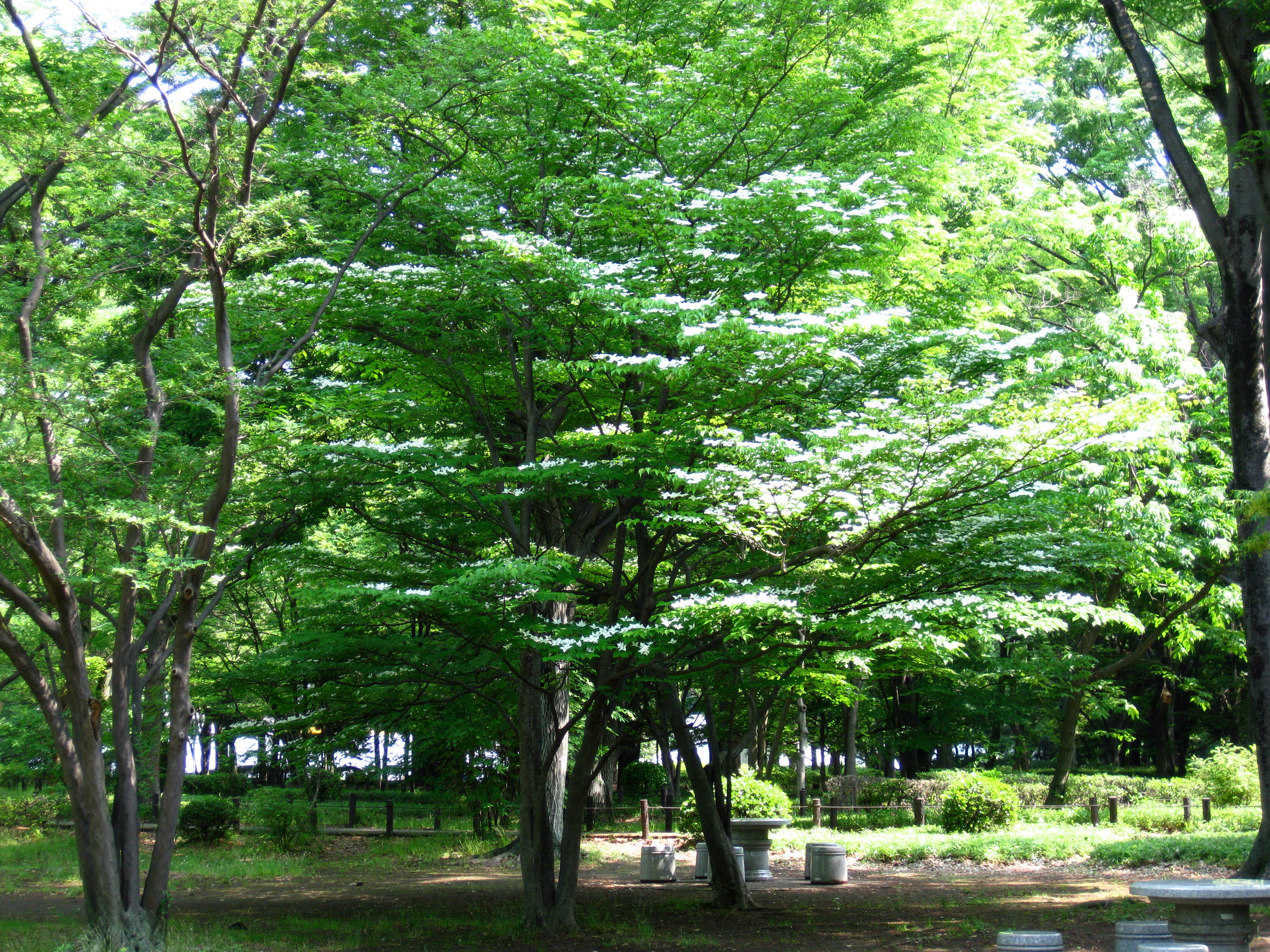 環境省 ヤマボウシ 山法師 の花が見頃です