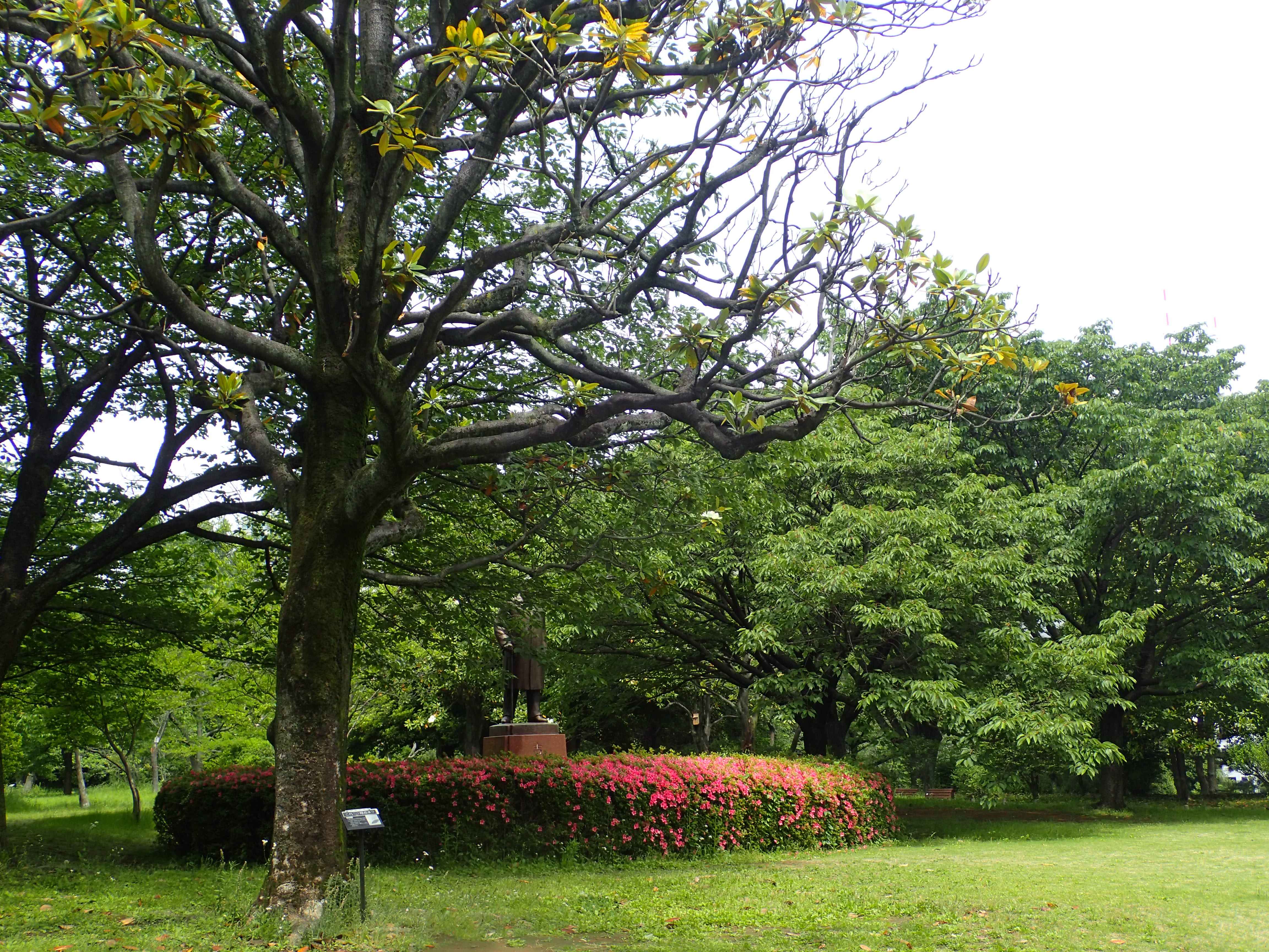 環境省 タイサンボク 泰山木 の花が見頃です