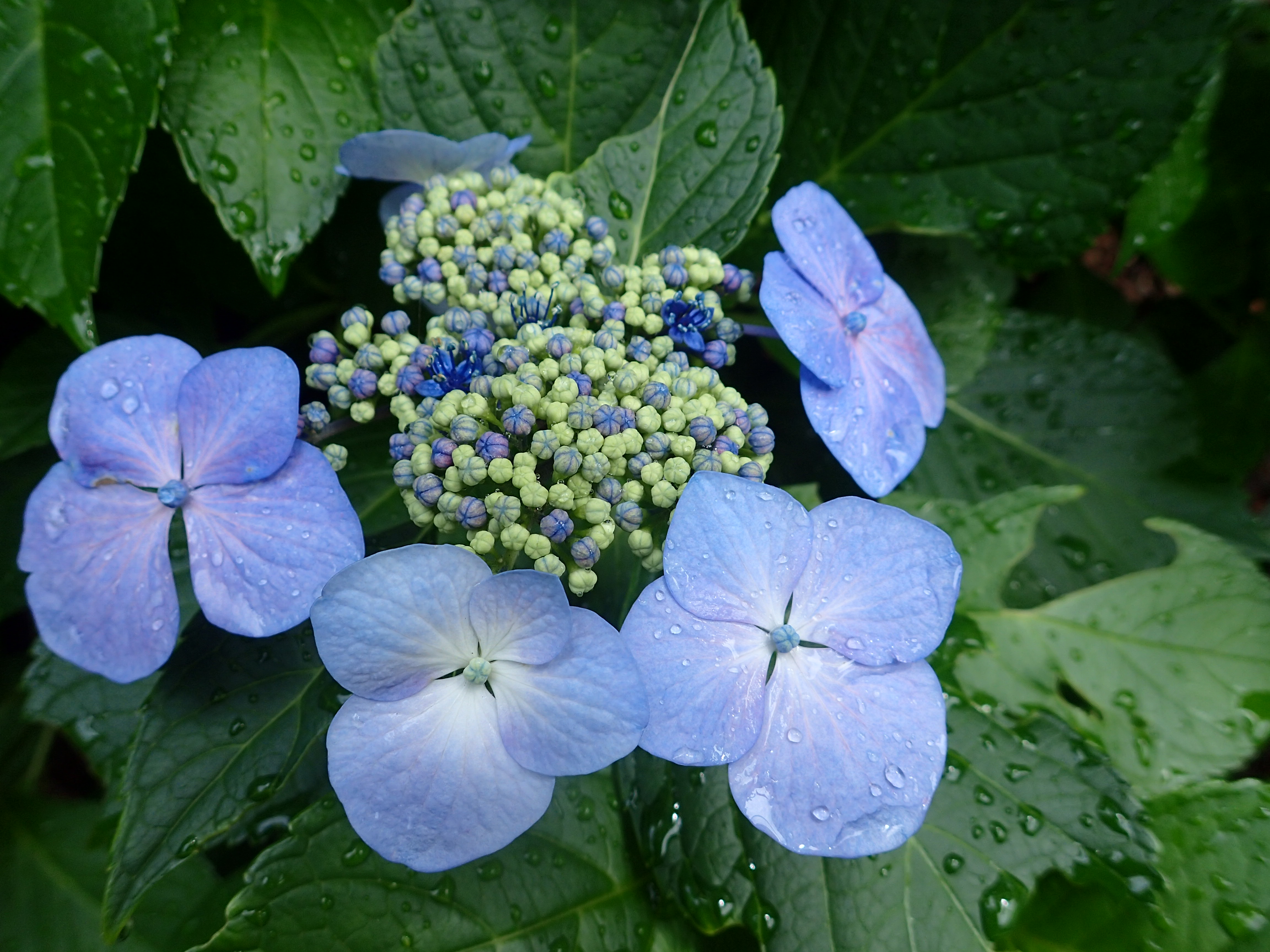 環境省 北の丸公園の紫陽花