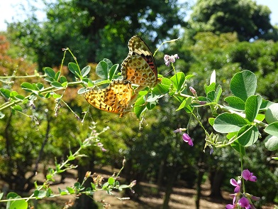 写真：ヤマハギと蝶々（ツマグロヒョウモン）