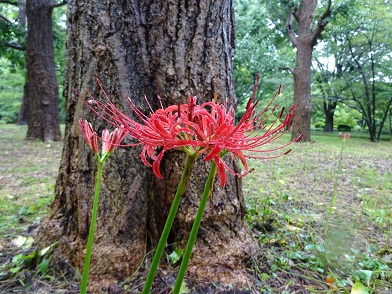 写真：ヒガンバナの紅い花