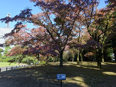 写真：北の丸公園グリーンアドベンチャー、大人用コースの設問１６番の全景