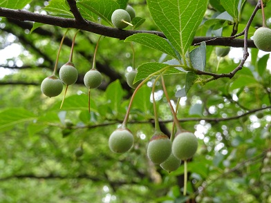 写真：6月に鳴る緑色の丸い実