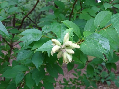 写真：ネコの足に似ているこの木特有の虫コブ