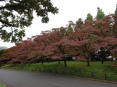 写真：北の丸公園内に群植されている様子を写した写真です。10月に撮影したため、赤く紅葉しています。