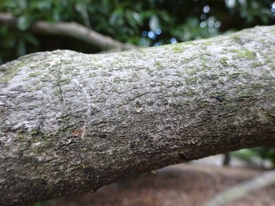 写真：樹皮の特徴を示す写真です