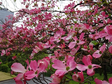 写真：花の特徴を示す写真です（桃色の花の品種）