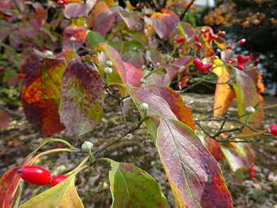 写真：紅葉した葉と赤い実、来春の蕾が同時に見られる特徴を示した写真です
