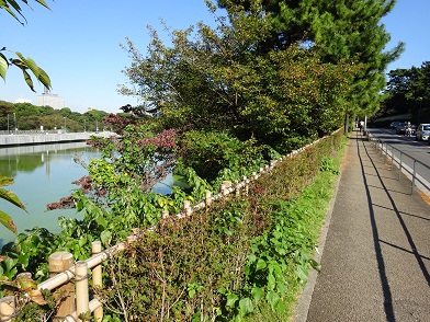 写真：代官町通り／千鳥ヶ淵堤塘の四つ目垣