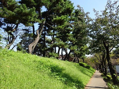 写真：千鳥ヶ淵堤塘の松林