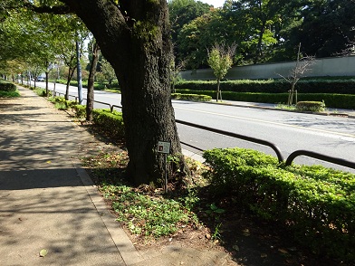 写真：代官町通りのヤマザクラ