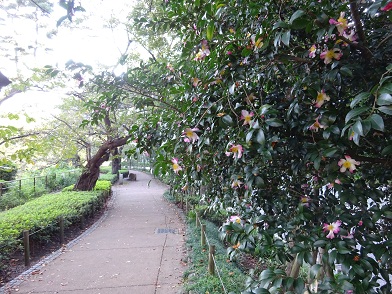 写真：千鳥ヶ淵緑道（千代田区立公園）