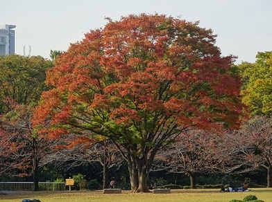 写真：大きく枝を広げ紅く紅葉している木の様子