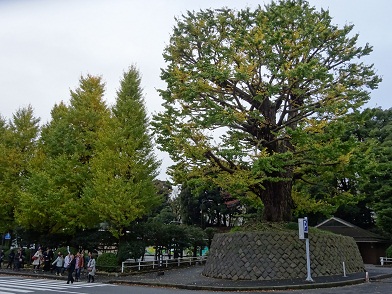 写真：大銀杏