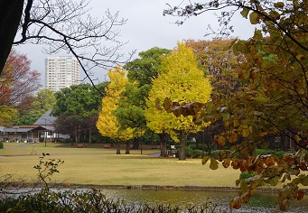 写真：イチョウ