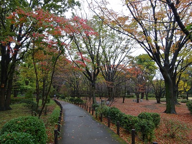 写真：落葉樹林