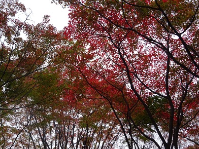 写真：紅葉したモミジ