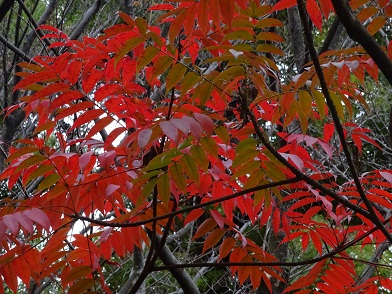 写真：紅いハゼノキ