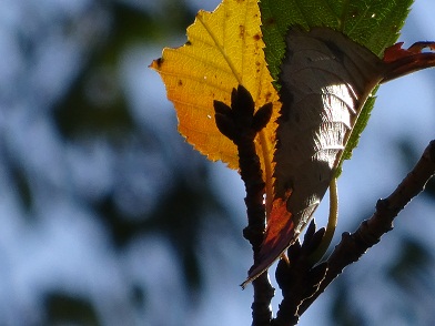 写真：紅葉する葉の陰で春の花のつぼみが出来ている様子