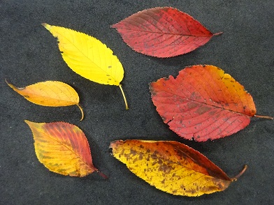 写真：紅や黄色に紅葉した葉の様子