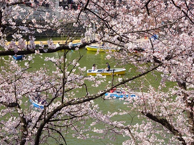 写真：ボートに乗りながらこの木の花を楽しむ様子