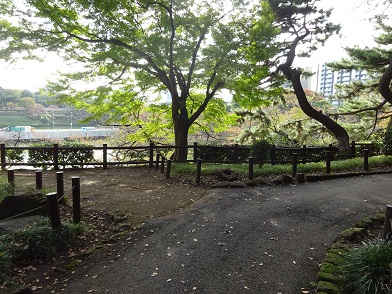 写真：北の丸公園側の千鳥ヶ淵堤塘