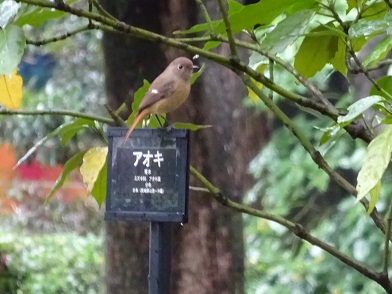 写真：樹名版の上に留まる