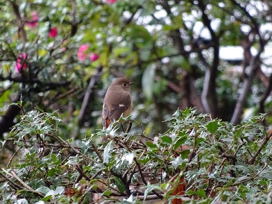 写真：雑木林の中の茶色い小鳥の姿